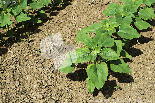 Image of Young sunflower plantations