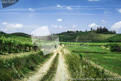 Image of Vineyards and farm road in Italy