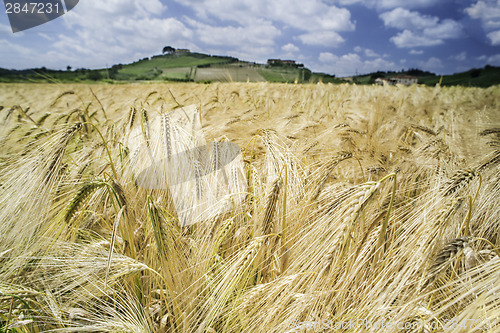 Image of Cereal crops and farm in Tuscany