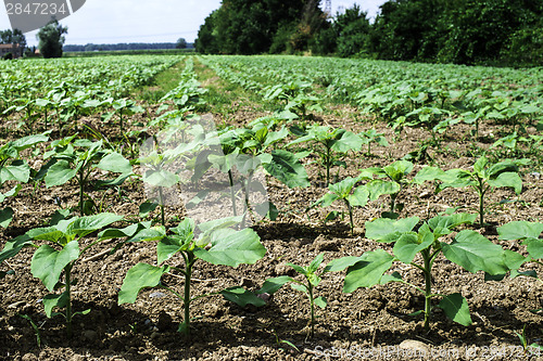Image of Young sunflower plantations