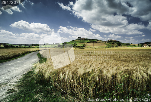 Image of Cereal crops and farm in Tuscany