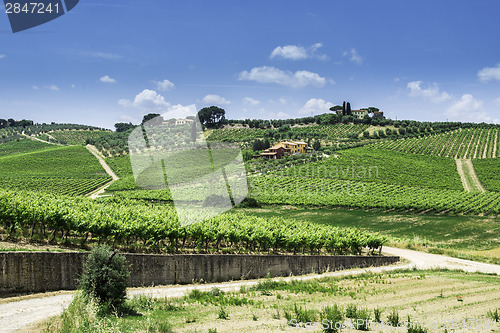 Image of Vine plantations and farmhouse in Italy