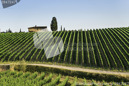 Image of Vineyards in Tuscany