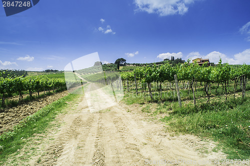 Image of Vineyards and farm road in Italy