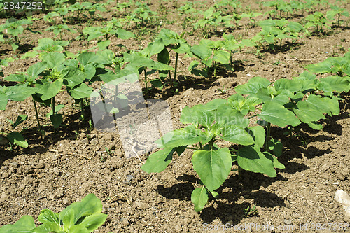 Image of Young sunflower plantations