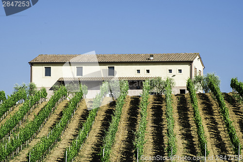 Image of Vine plantations and farmhouse in Italy