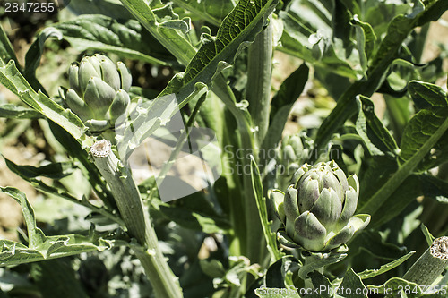 Image of Artichoke plantation