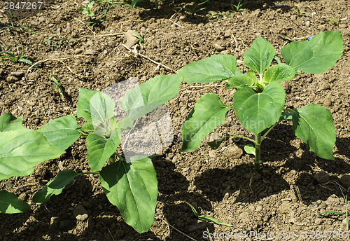 Image of Young sunflower plantations