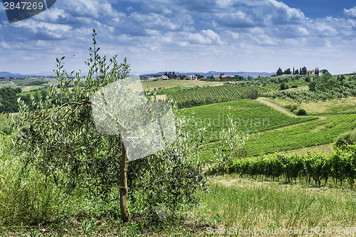 Image of Olive trees in Italy