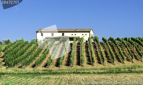 Image of Vine plantations and farmhouse in Italy