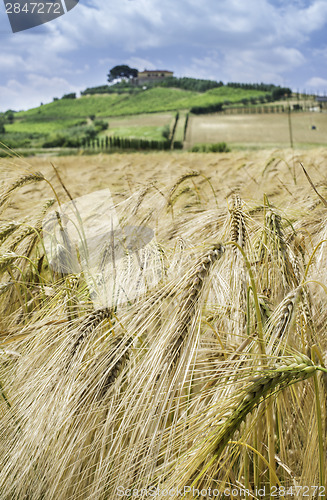 Image of Cereal crops and farm in Tuscany