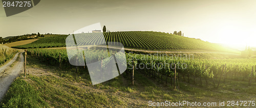 Image of Vineyards in Tuscany