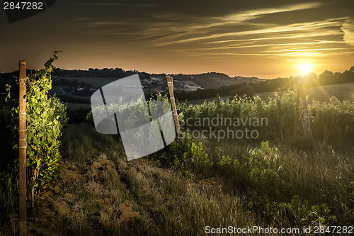 Image of Vienyards at sunset