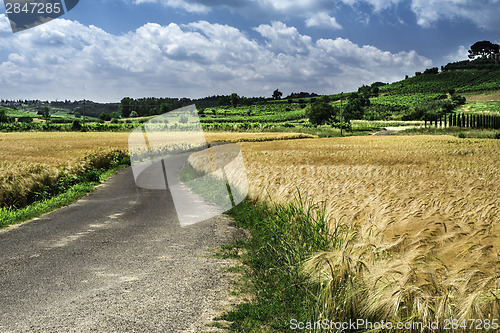 Image of Cereal crops and farm in Tuscany