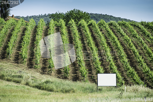 Image of Vine plantations in Italy