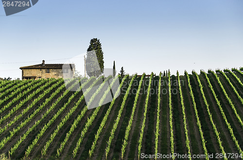 Image of Vineyards in Tuscany