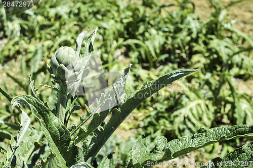 Image of Artichoke plantation