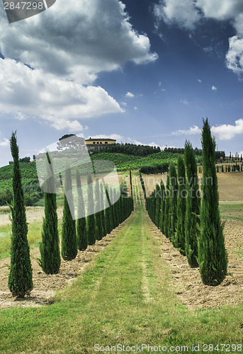 Image of Vineyards and farm road in Italy