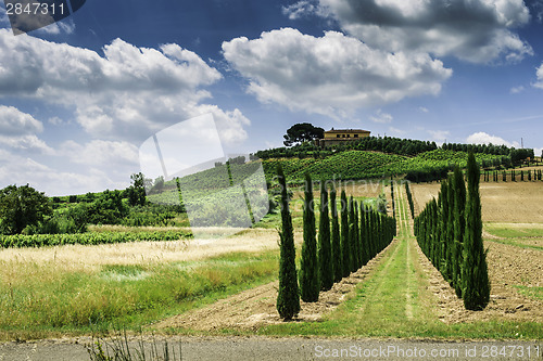 Image of Vineyards and farm road in Italy