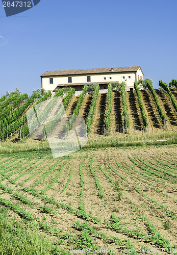 Image of Vine plantations and farmhouse in Italy