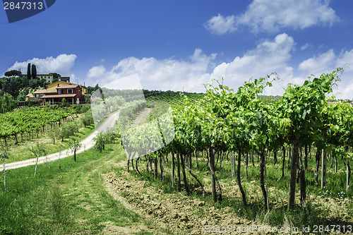 Image of Vine plantations and farmhouse in Italy