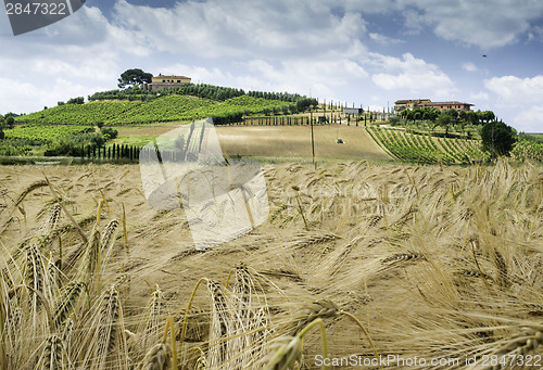 Image of Cereal crops and farm in Tuscany