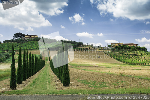 Image of Vineyards and farm road in Italy