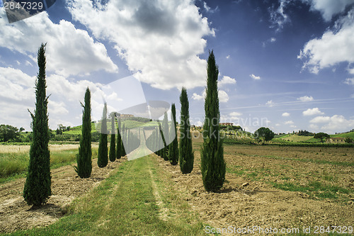 Image of Vineyards and farm road in Italy