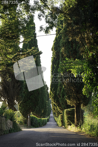 Image of Tuscan cypress tree