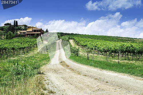 Image of Vineyards and farm road in Italy