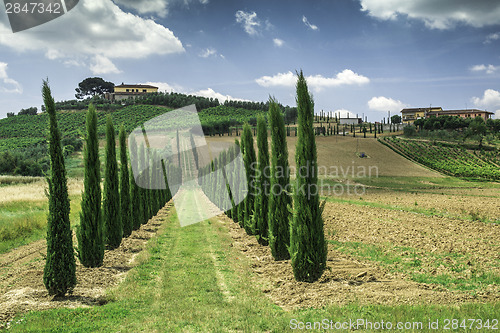 Image of Vineyards and farm road in Italy