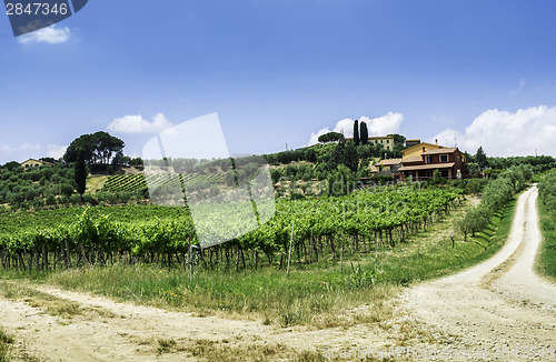 Image of Vine plantations and farmhouse in Italy