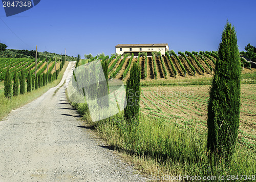 Image of Vineyards and farm road in Italy