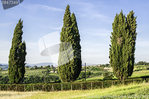 Image of Tuscan cypress tree