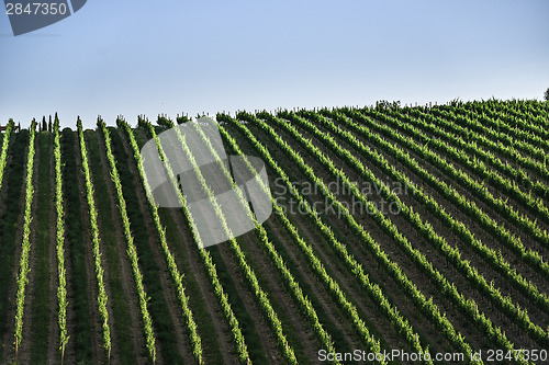 Image of Vineyards in Tuscany