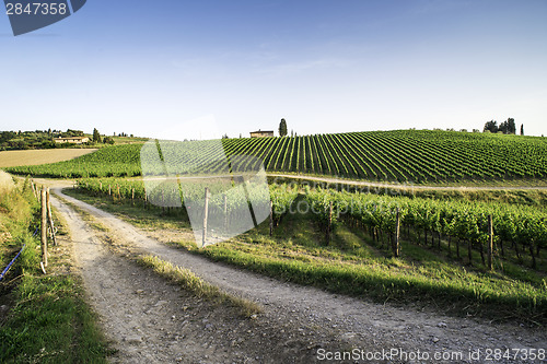 Image of Vineyards in Tuscany