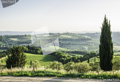 Image of Tuscan cypress tree