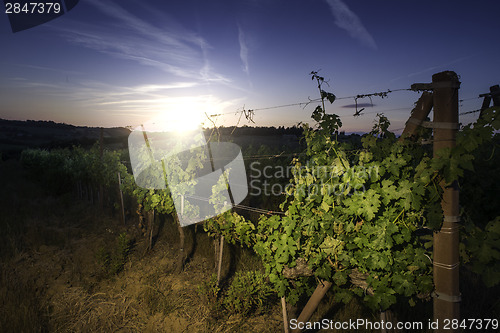 Image of Vienyards at sunset