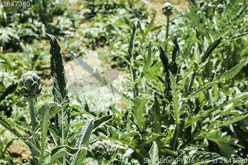 Image of Artichoke plantation