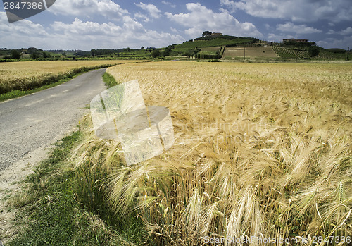 Image of Cereal crops and farm in Tuscany