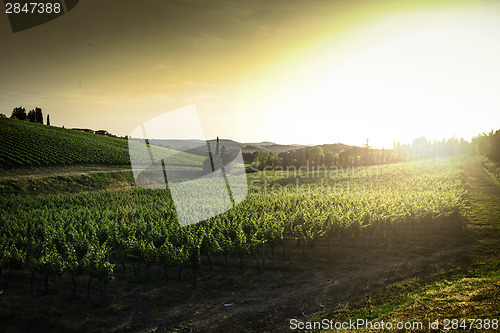 Image of Vineyards in Tuscany