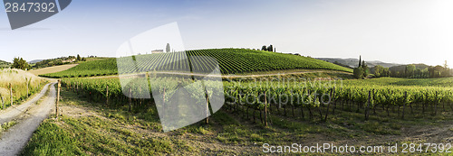 Image of Vineyards in Tuscany