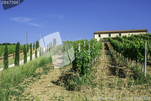 Image of Vine plantations and farmhouse in Italy