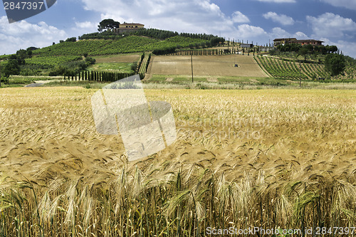 Image of Cereal crops and farm in Tuscany