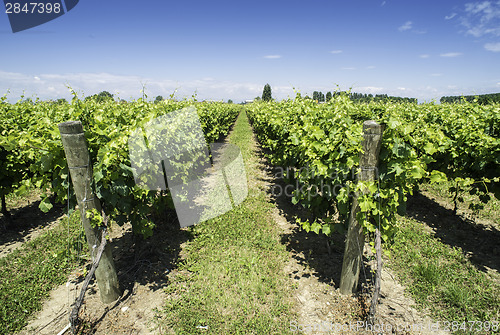 Image of Green Vineyards 