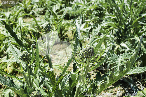 Image of Artichoke plantation