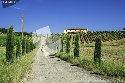 Image of Vineyards and farm road in Italy