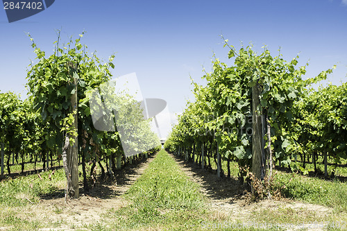 Image of Green Vineyards 