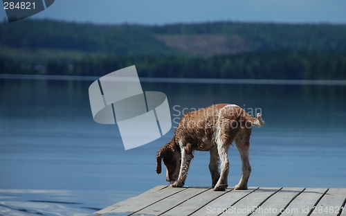 Image of Puppy by the lake