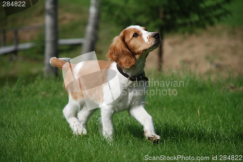 Image of Running puppy